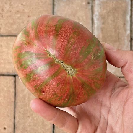 Chocolate Stripes, Tomato Seeds image number null